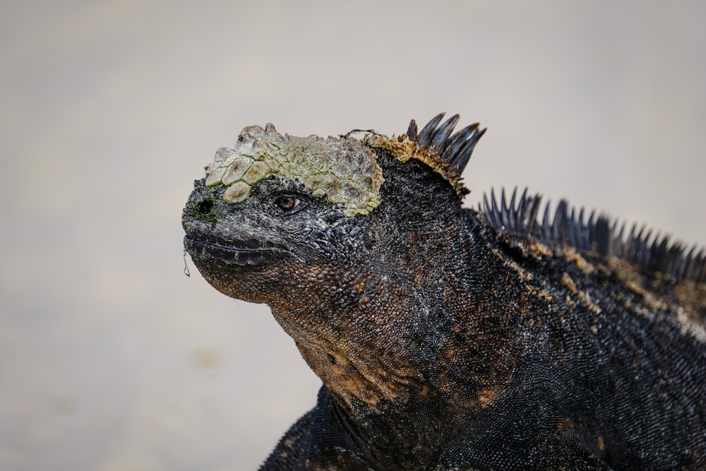 close-up photography of iguana