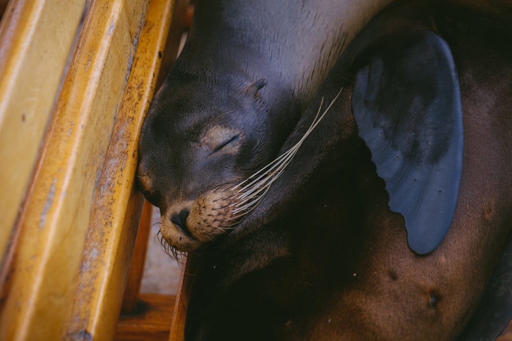 black sea lion