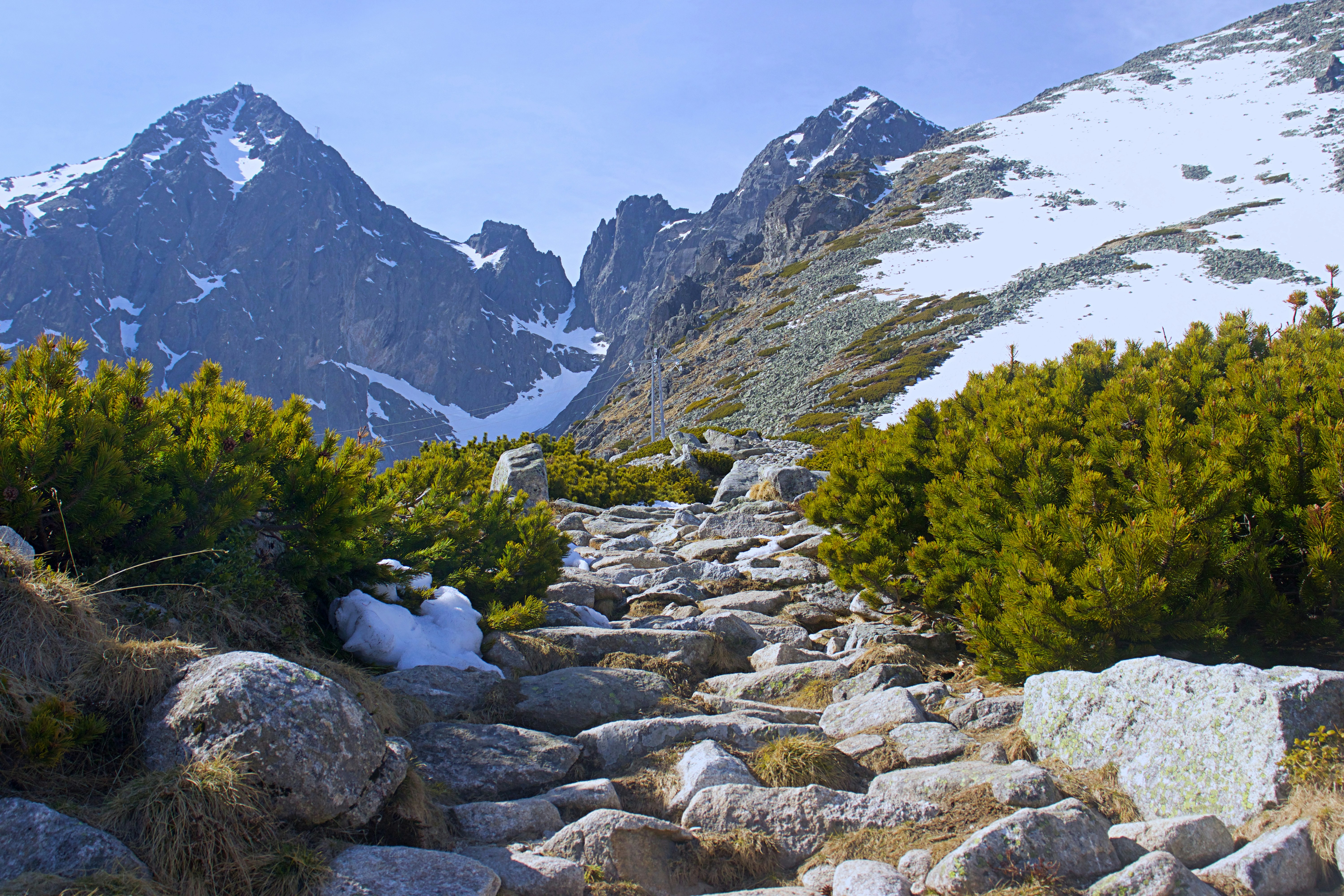 green trees won rocky mountain