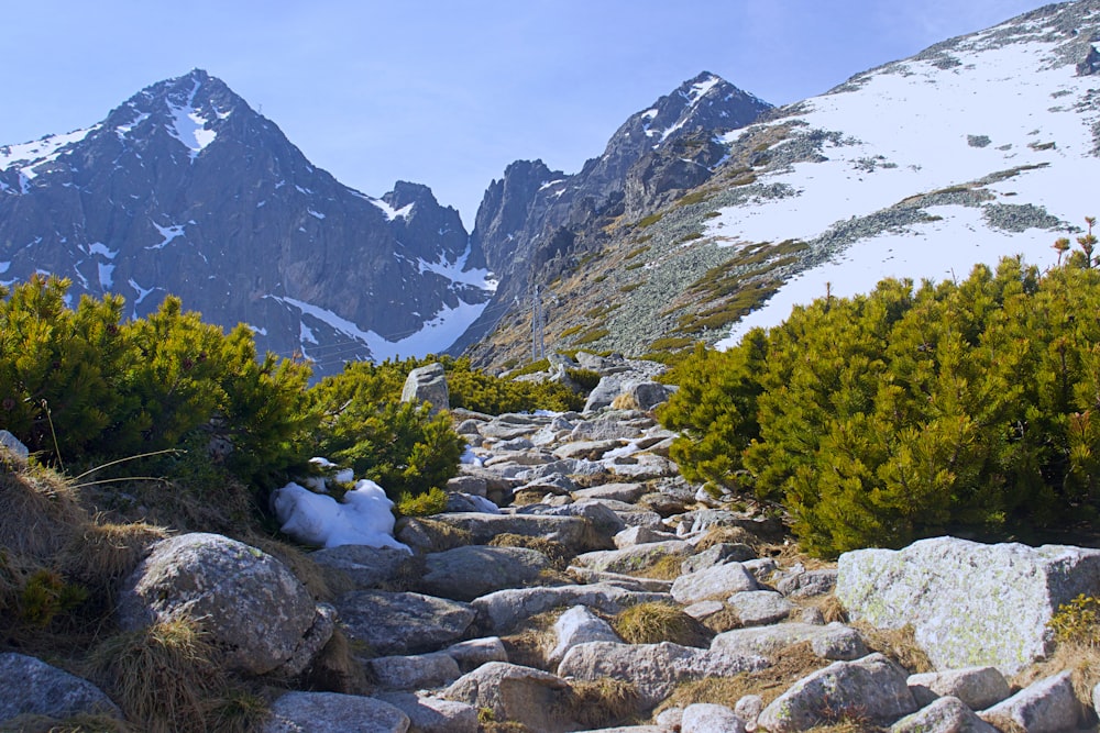 green trees won rocky mountain