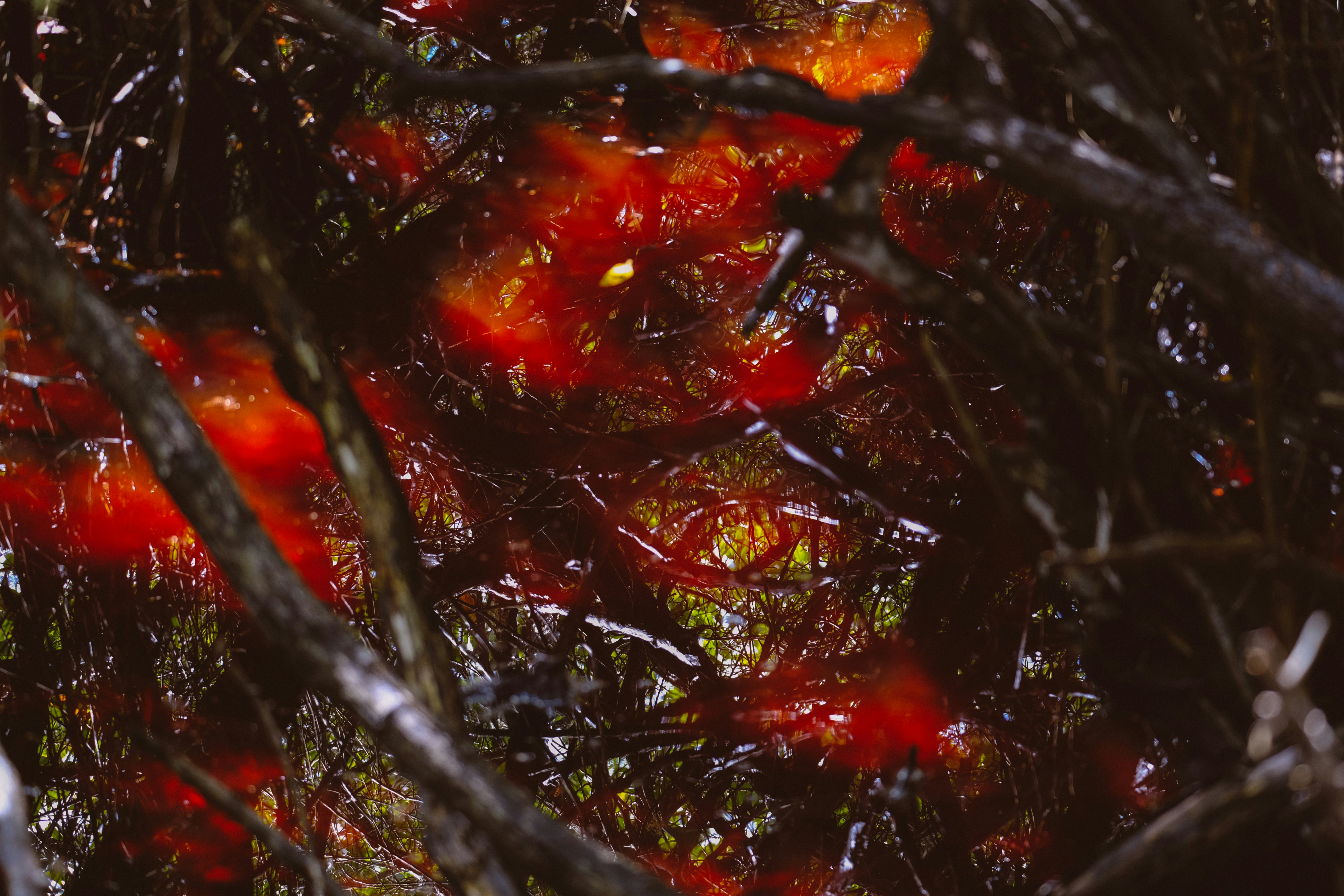 Photo by francesco_ungaro