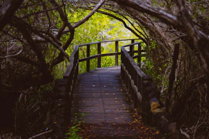 Pathway leading through the jungle to the tent cabins.