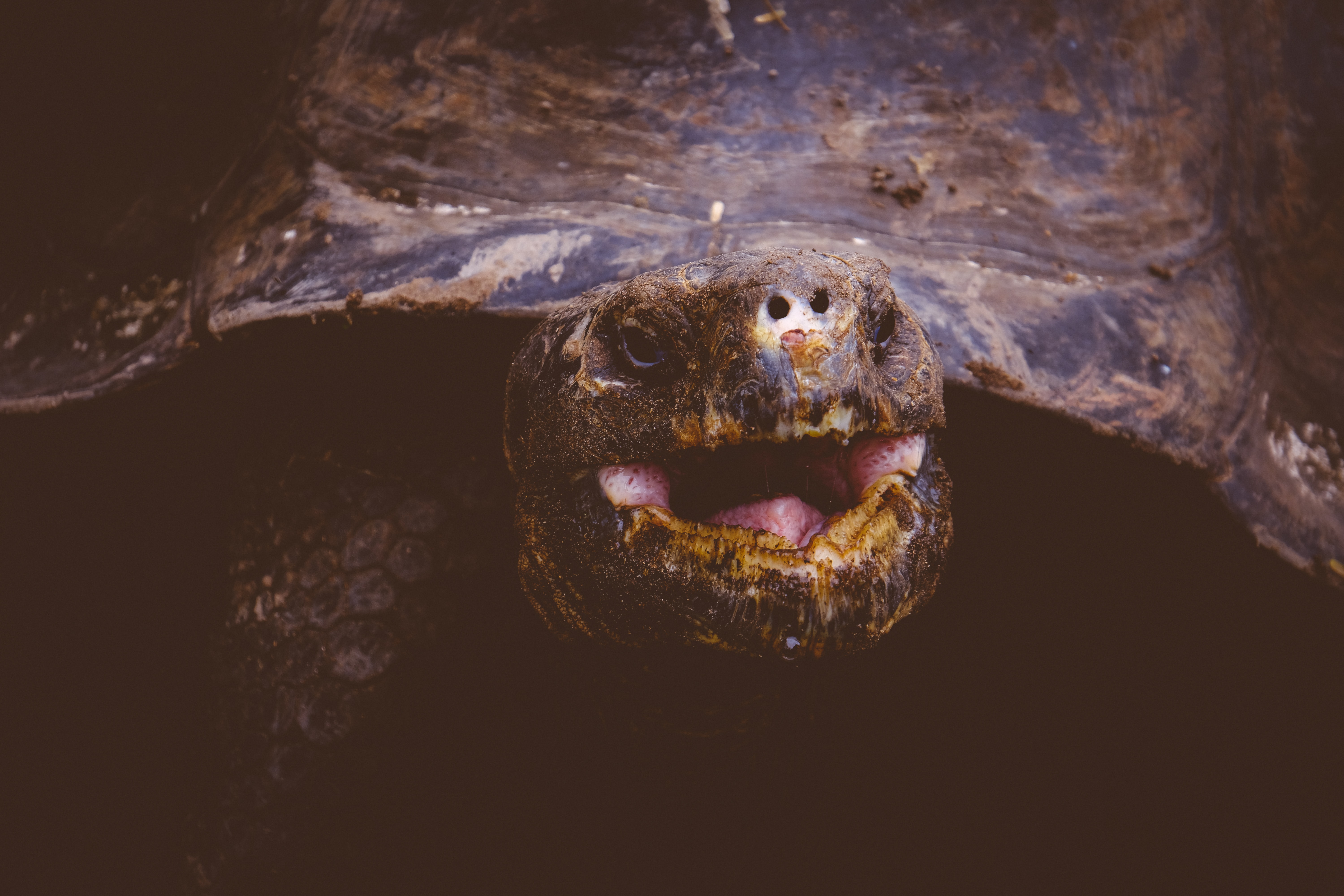 turtle undertwater