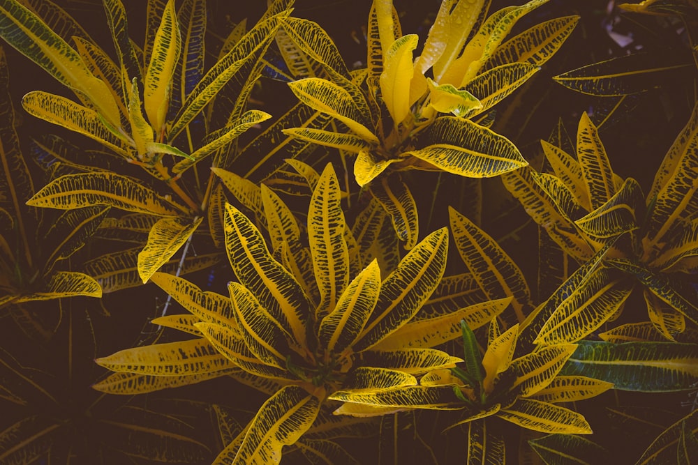 yellow-and-green-leafed plant