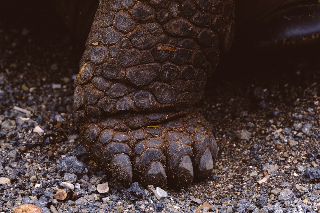 brown animal foot