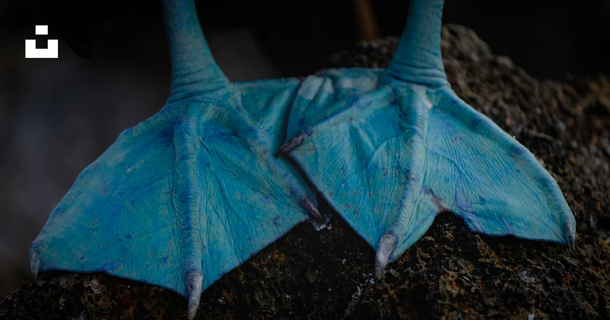 Blue Human Foot Blue animal foot photo – Free Blue Image on Unsplash