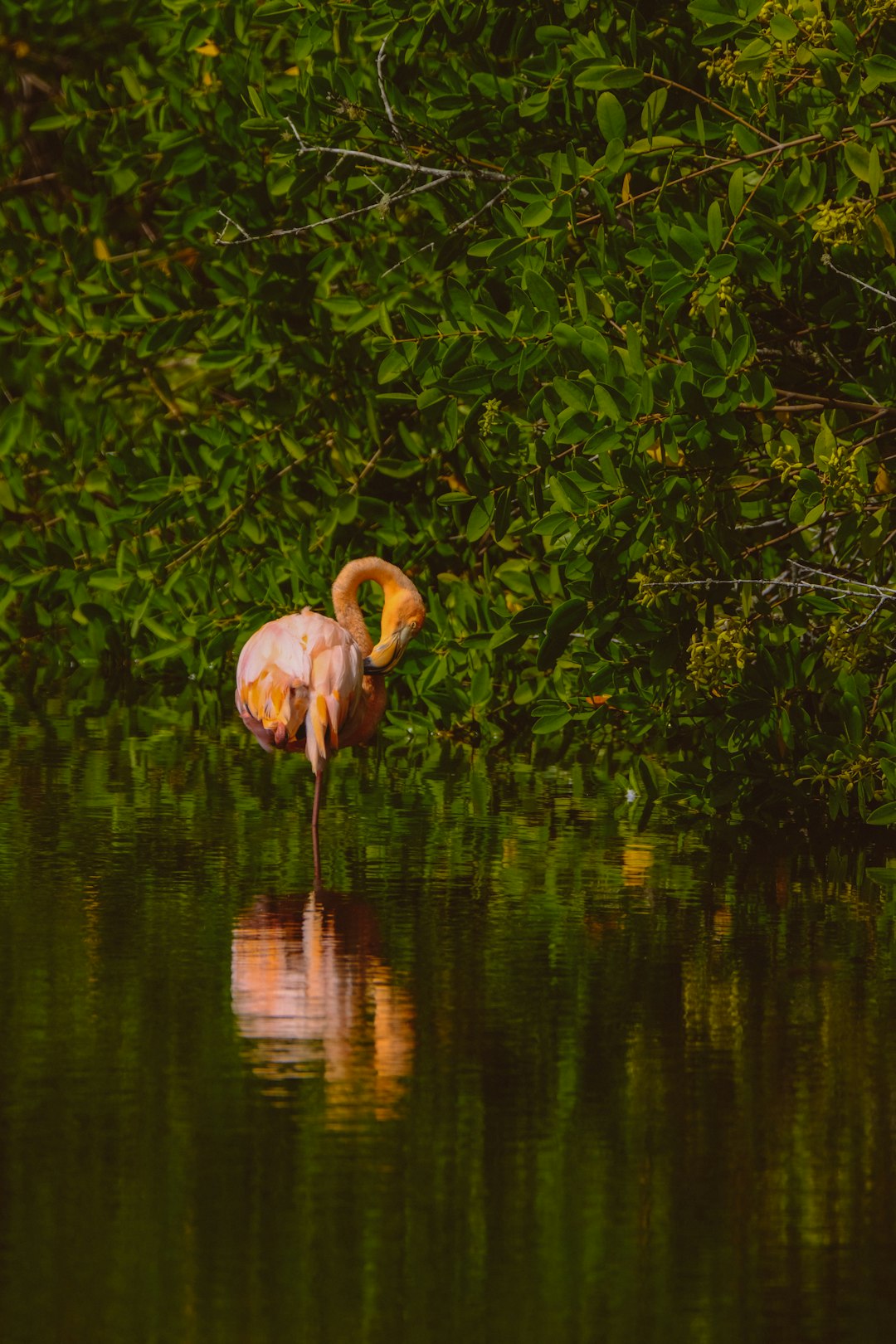 pink flamingo on calm body of water near grass