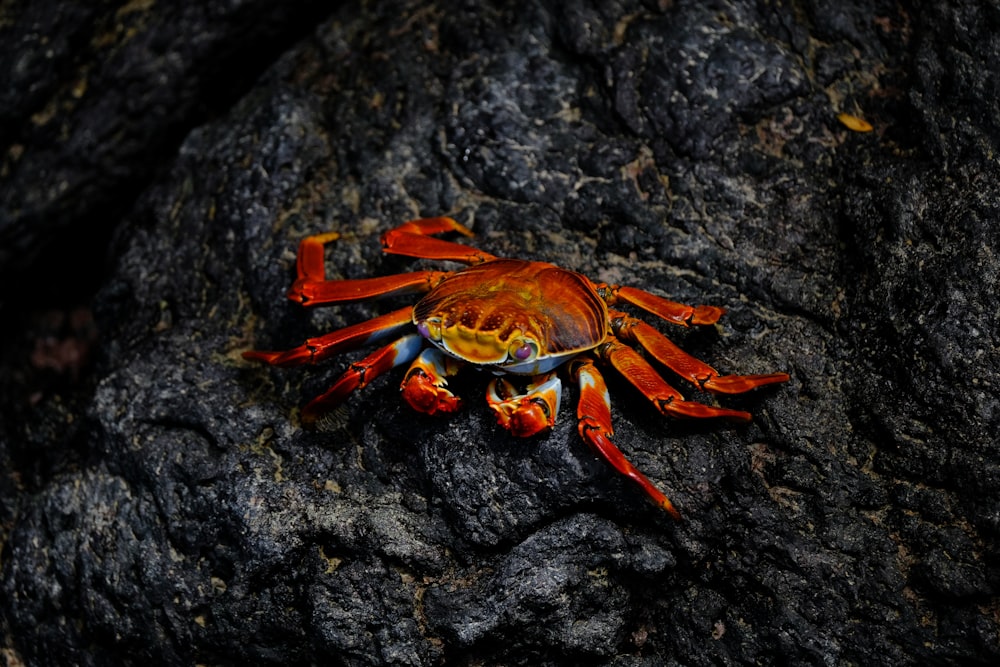 red crab on rock