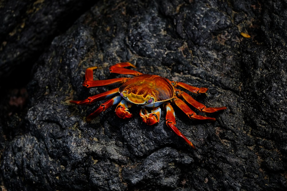Crabe rouge sur rocher