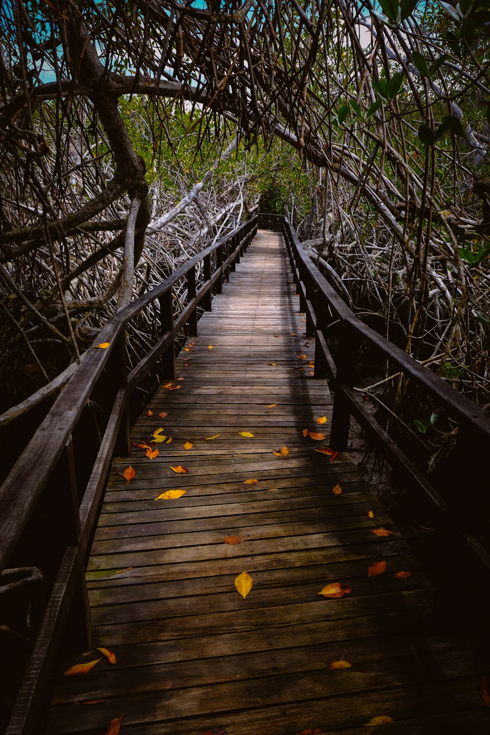 empty brown wooden bridge under trees