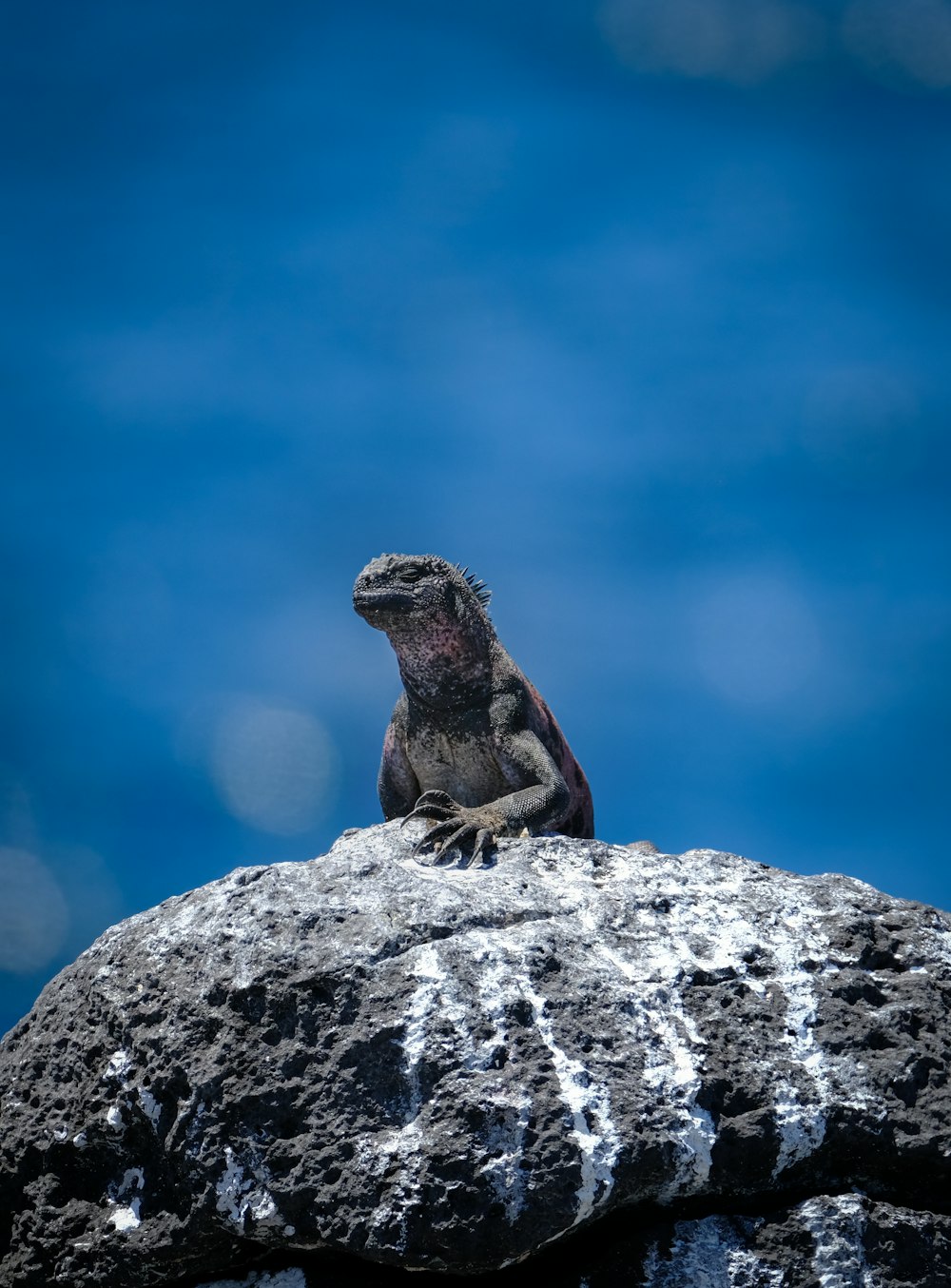 gray lizard on stone