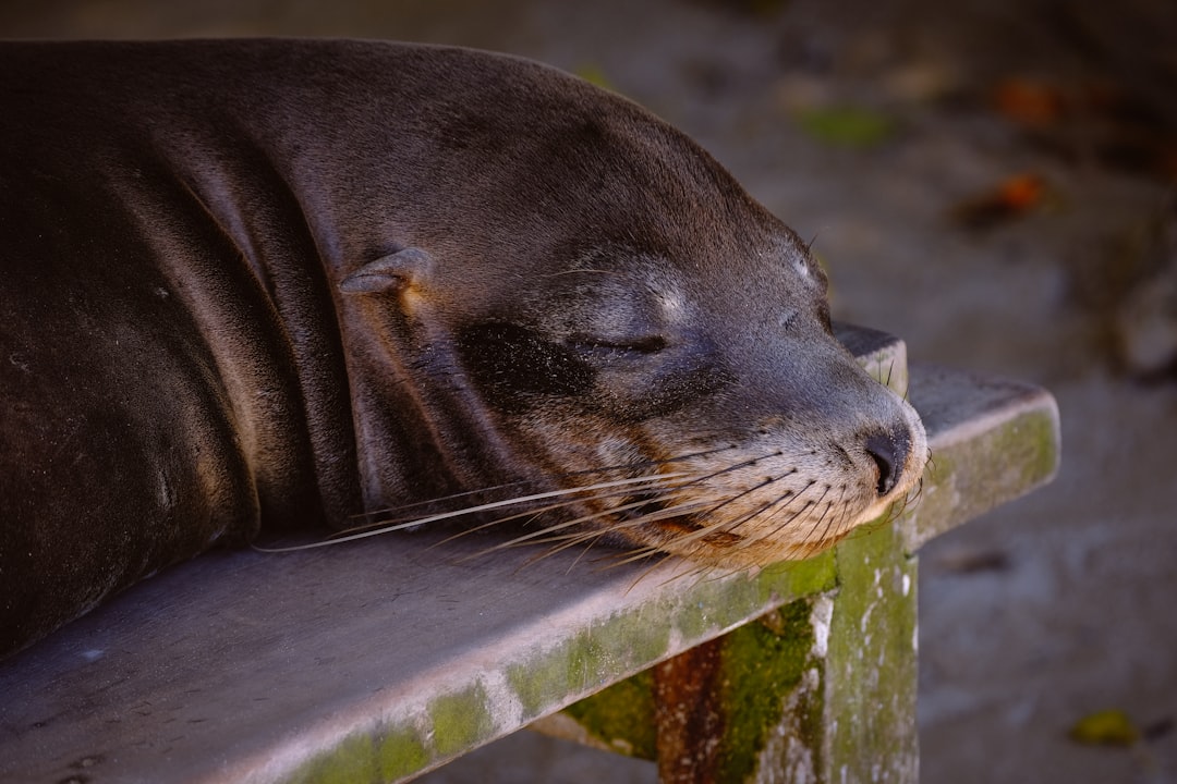 brown sea lion on chair