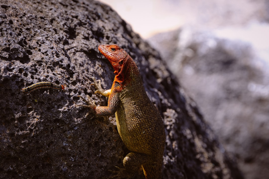 red and brown lizard