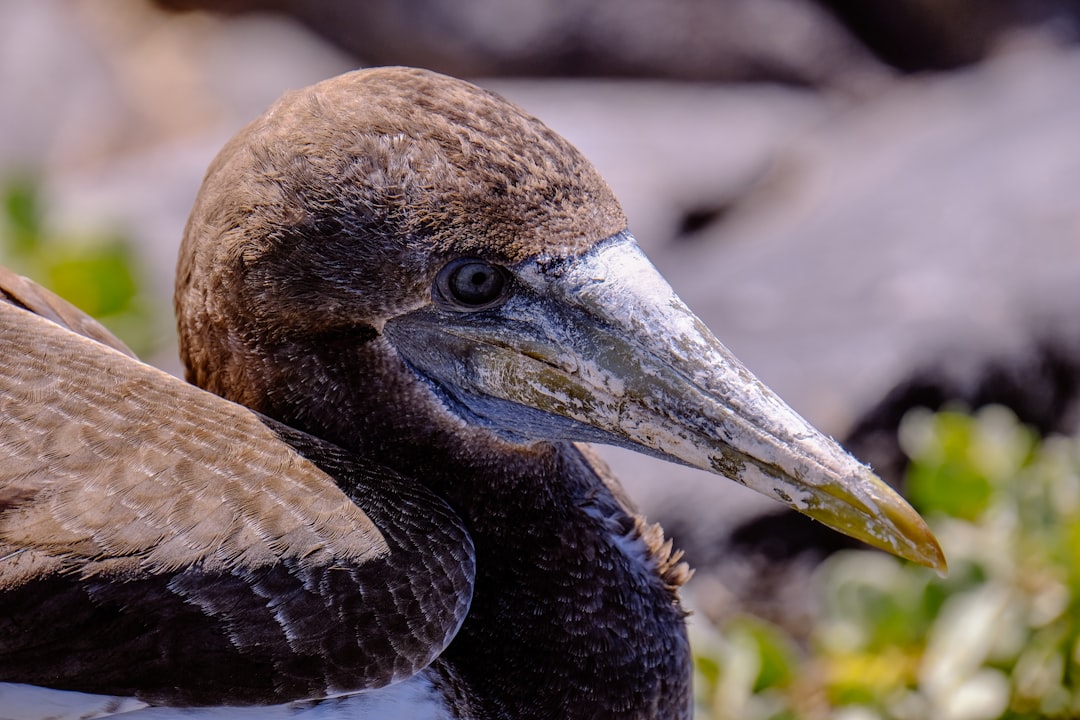 brown bird