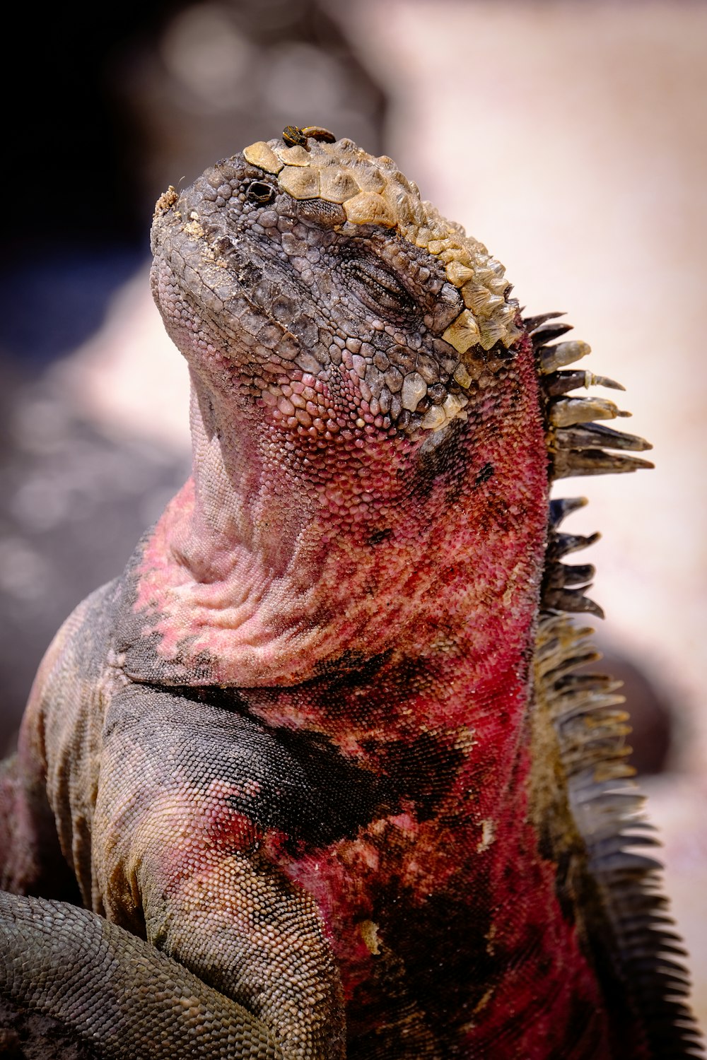 Red And Black Lizard Photo Free Animal Image On Unsplash