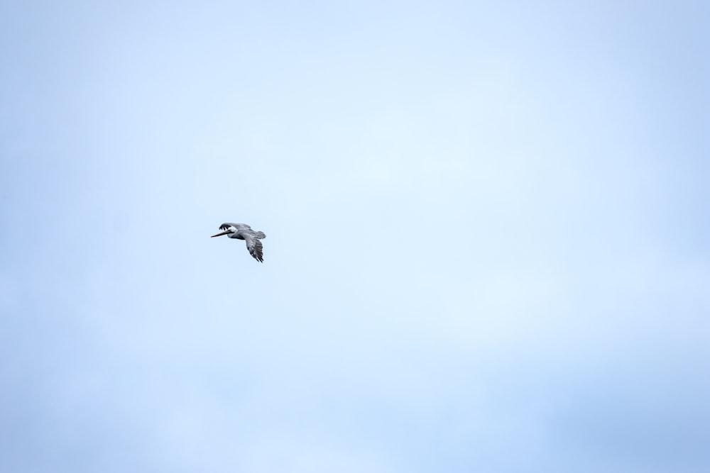 gray bird flying
