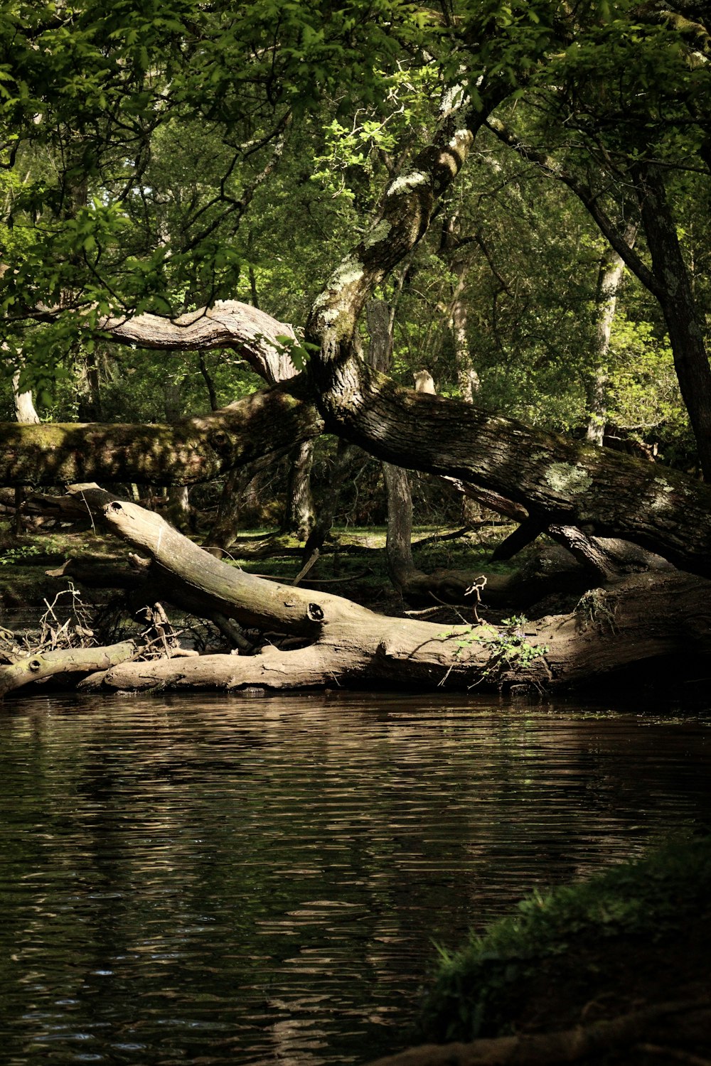 trees in lake