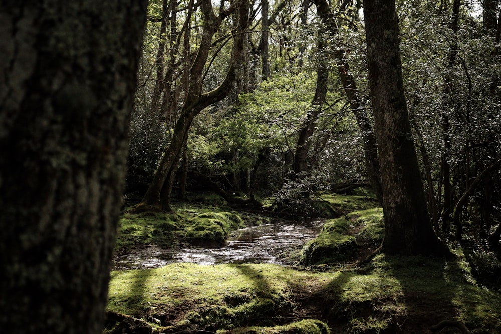 landscape photography of forest during daytime