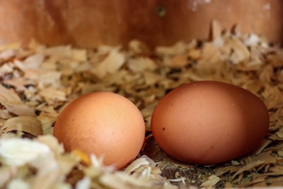 Two brown eggs are nestled in a bed of wood shavings or straw, creating a rustic and natural setting. The texture of the wood shavings surrounds the eggs, with the light adding warmth to the scene.