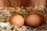 Two brown eggs are nestled in a bed of wood shavings or straw, creating a rustic and natural setting. The texture of the wood shavings surrounds the eggs, with the light adding warmth to the scene.