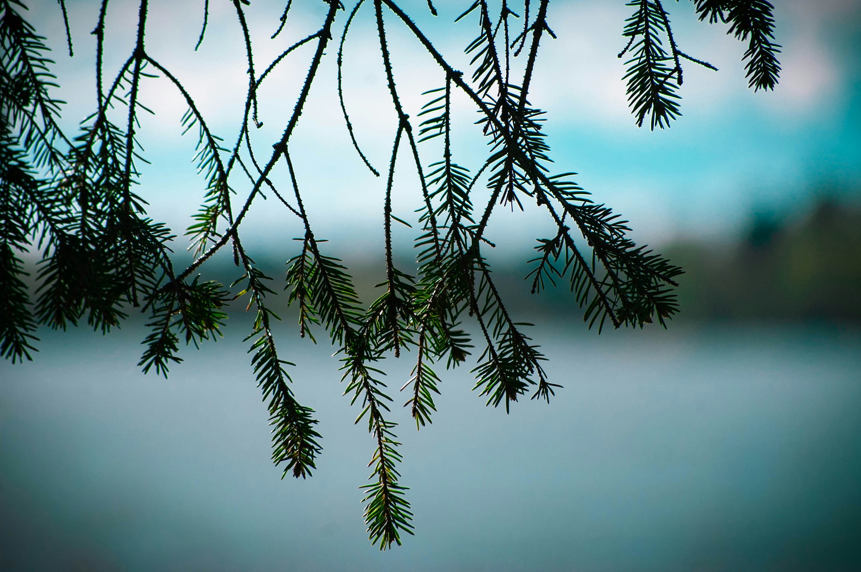 selective focus photography of green leaf tree
