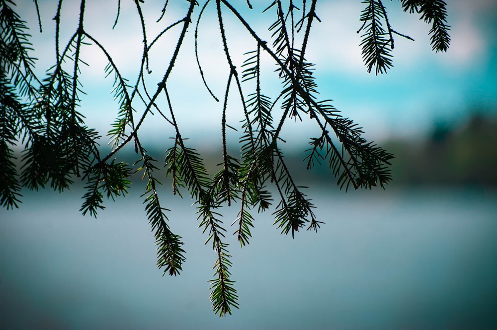 Selektive Fokusfotografie eines grünen Blattbaums