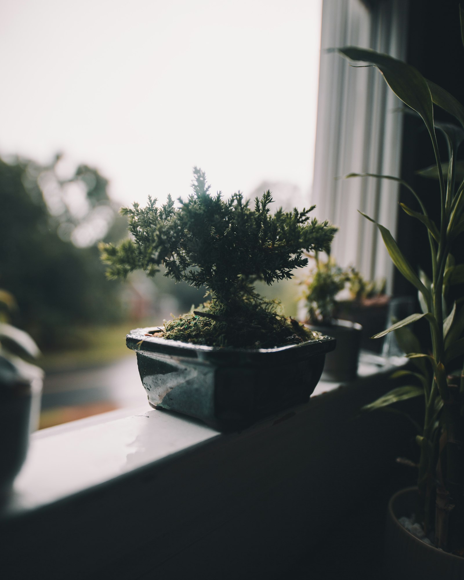 Sigma 20mm F1.4 DG HSM Art sample photo. Green leafed plant photography