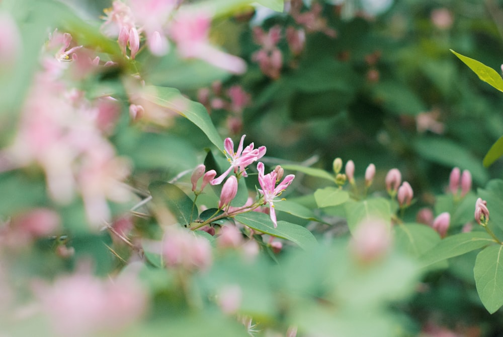 pink petaled flowers