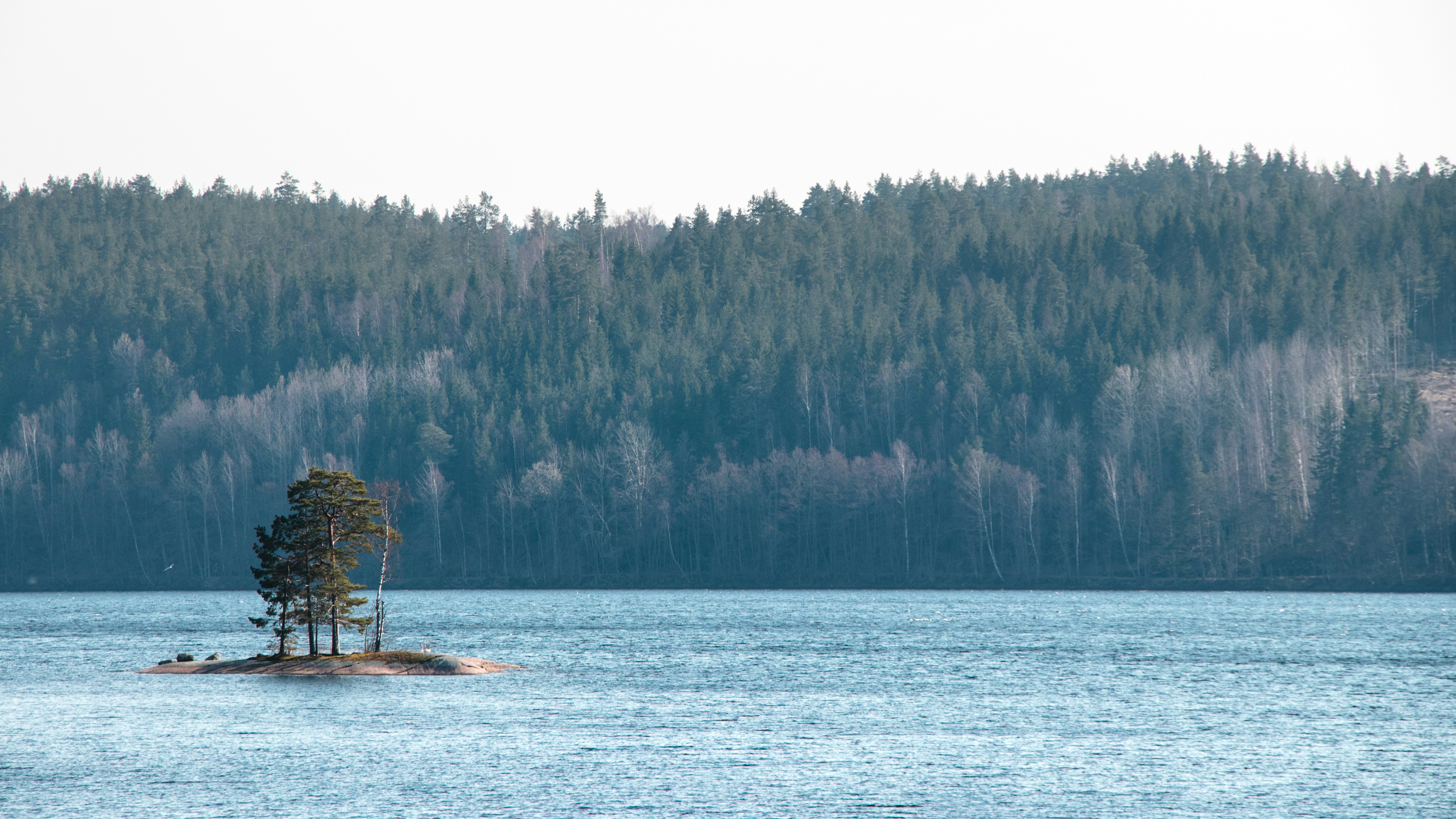 Bäume auf Gewässer