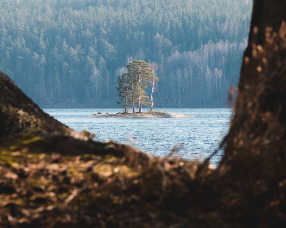 trees in middle of lake