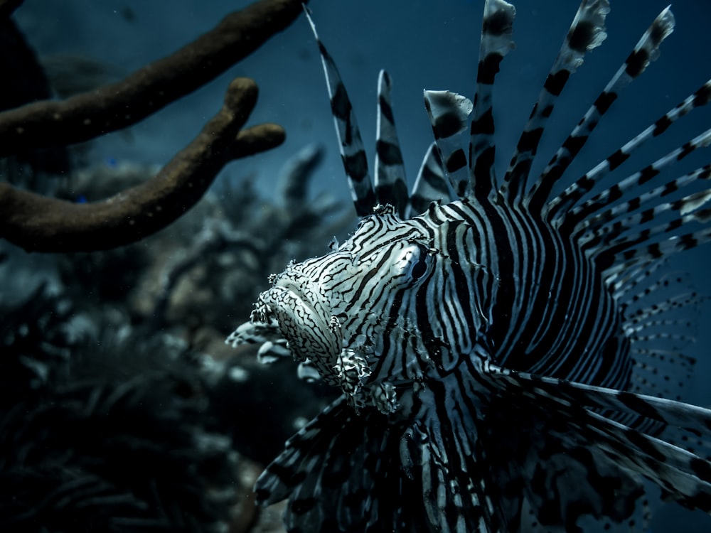 black and white stripe sea creature
