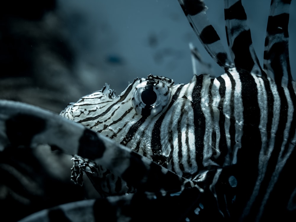 lionfish grayscale photo