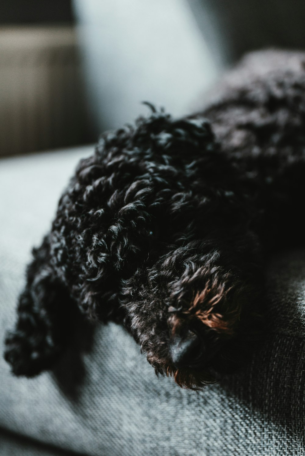 black and gray toy poodle