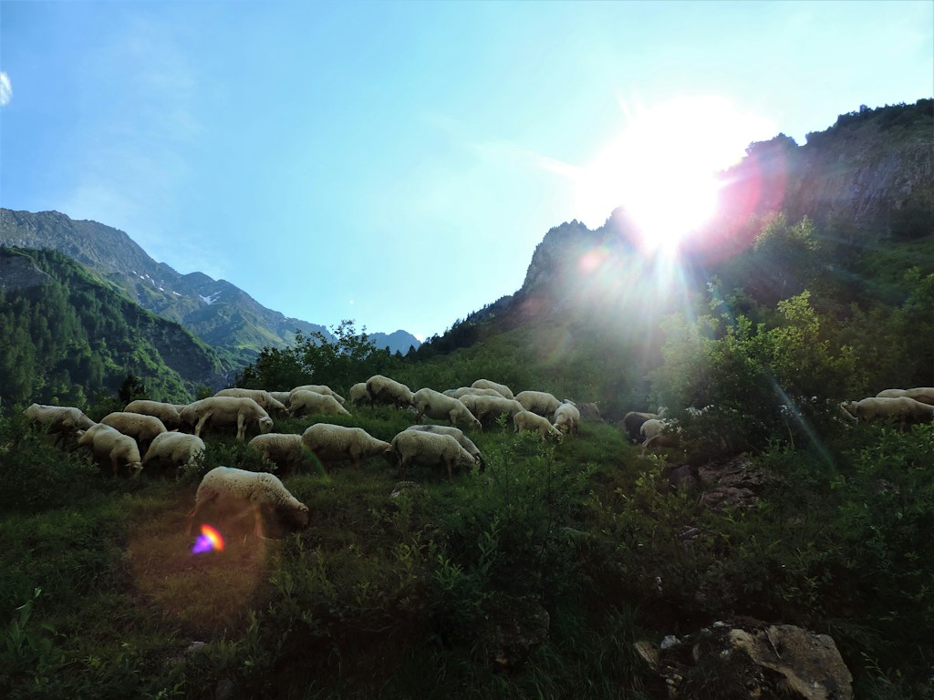 Bulk Livestock Orders