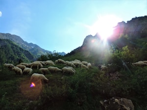 A flock of sheep grazes on a verdant hillside with lush greenery and rugged mountainous terrain. The sun shines brightly in the background, casting lens flares and highlighting the peaks of the mountains. The landscape is serene and majestic, with the sheep scattered across the slope.