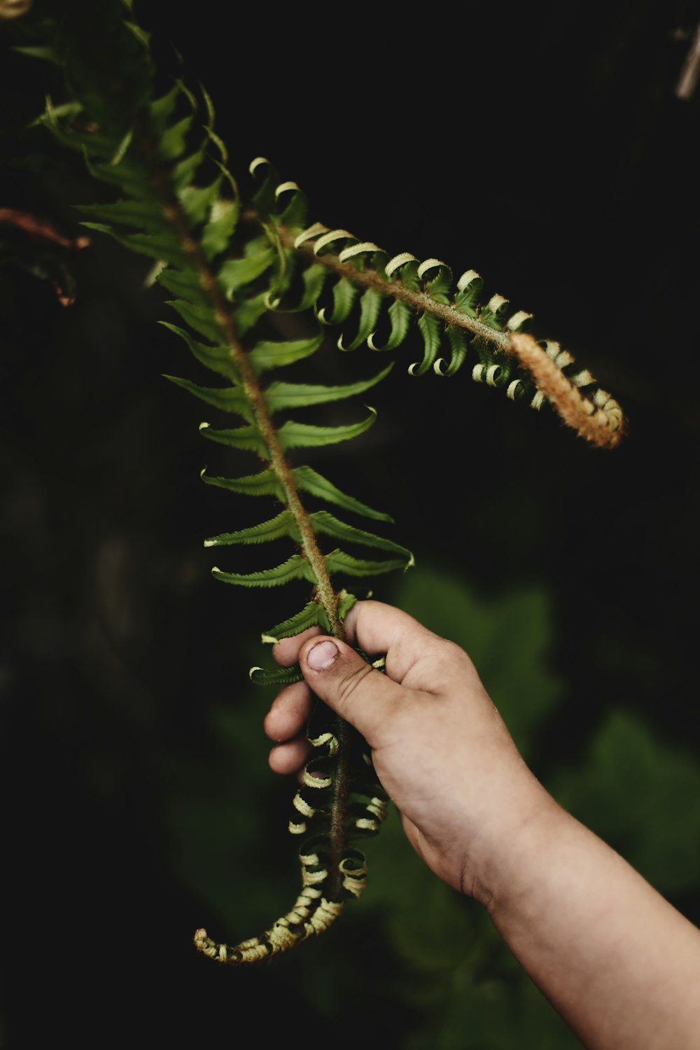 green ferns ]