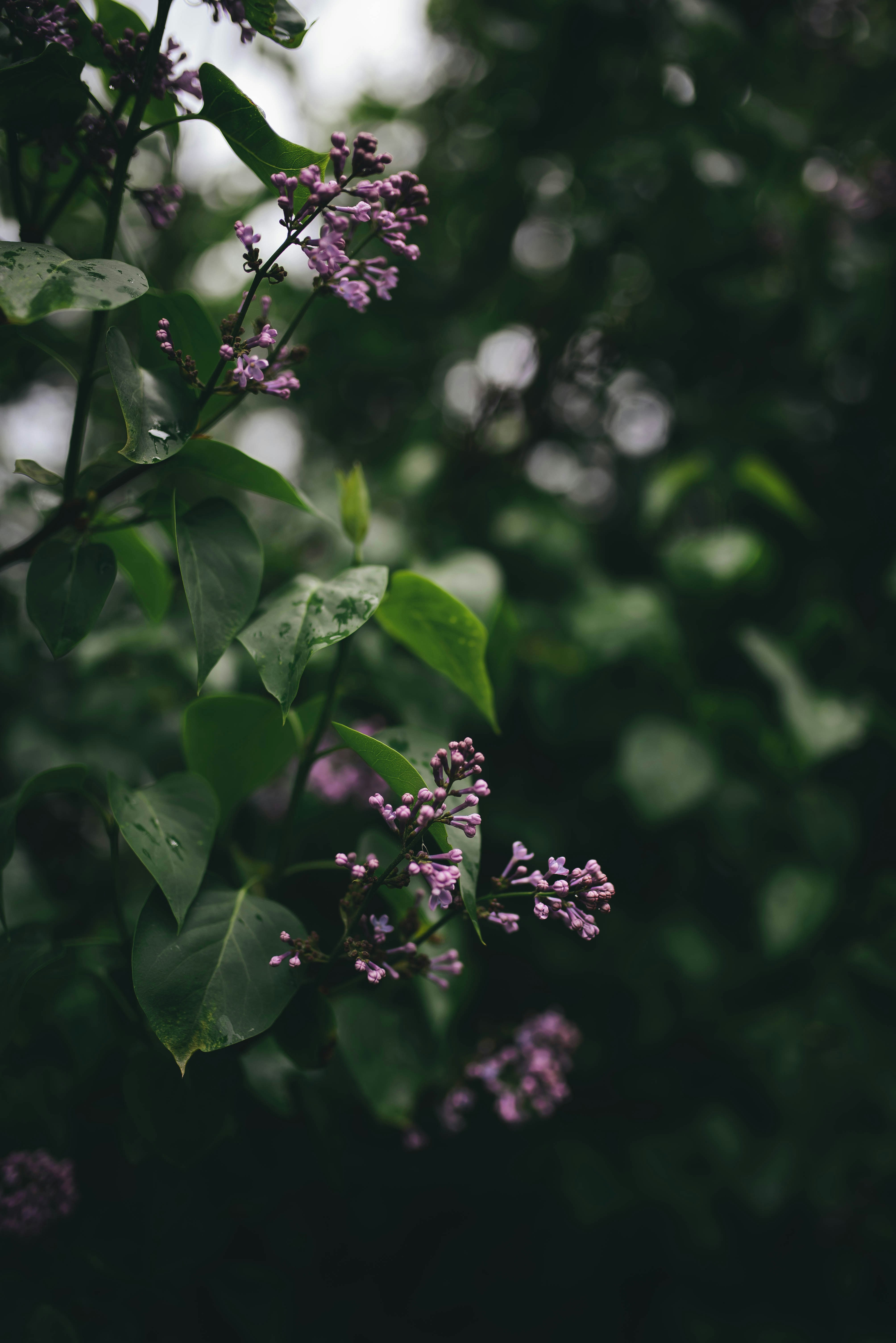 Photo by barnikakovacs