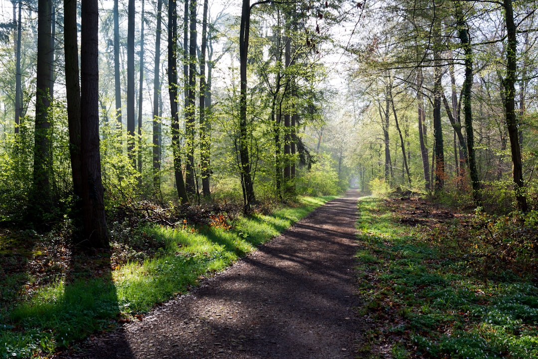 Forest photo spot Unnamed Road Bad Wildbad