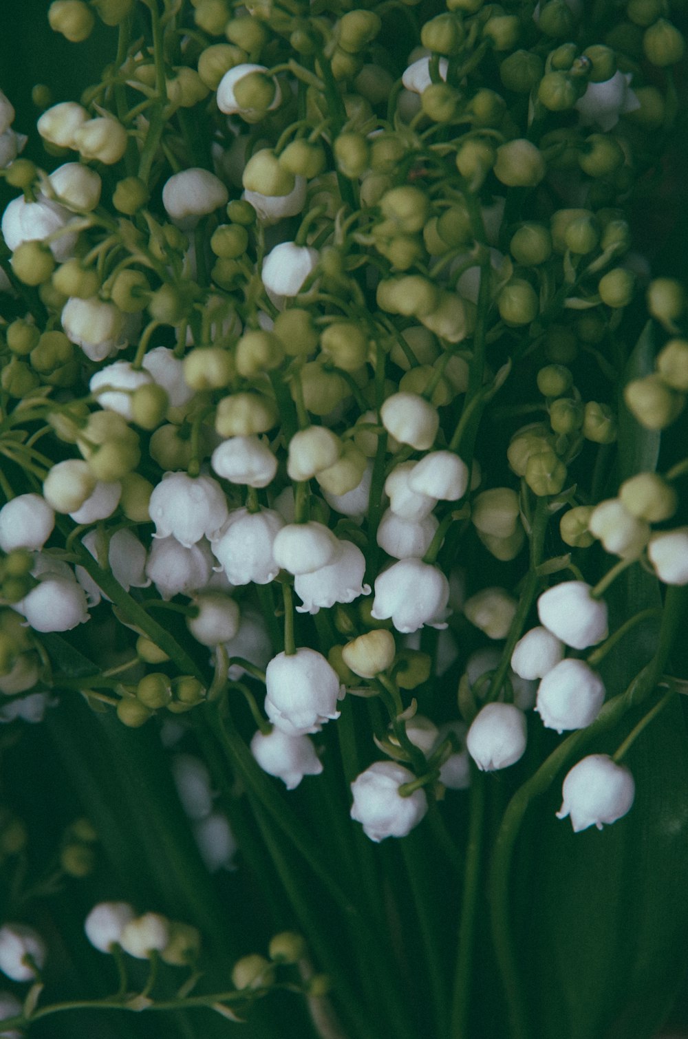 white and green lily of valley flowers