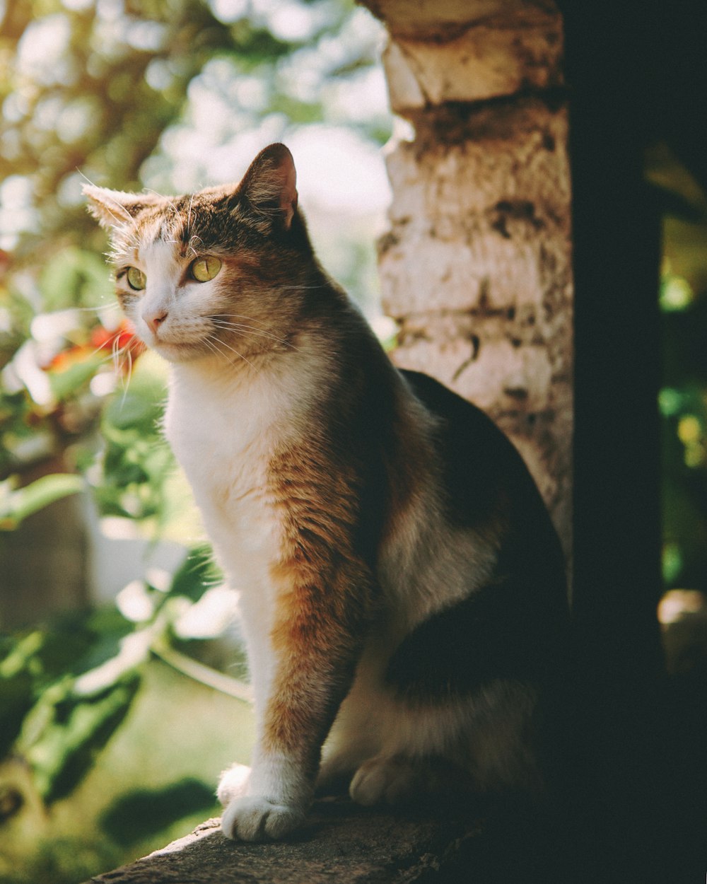 brown and white cat