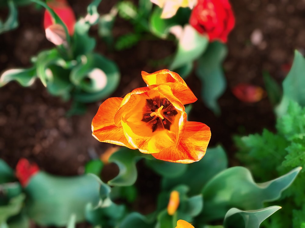orange-petaled flower selective focus