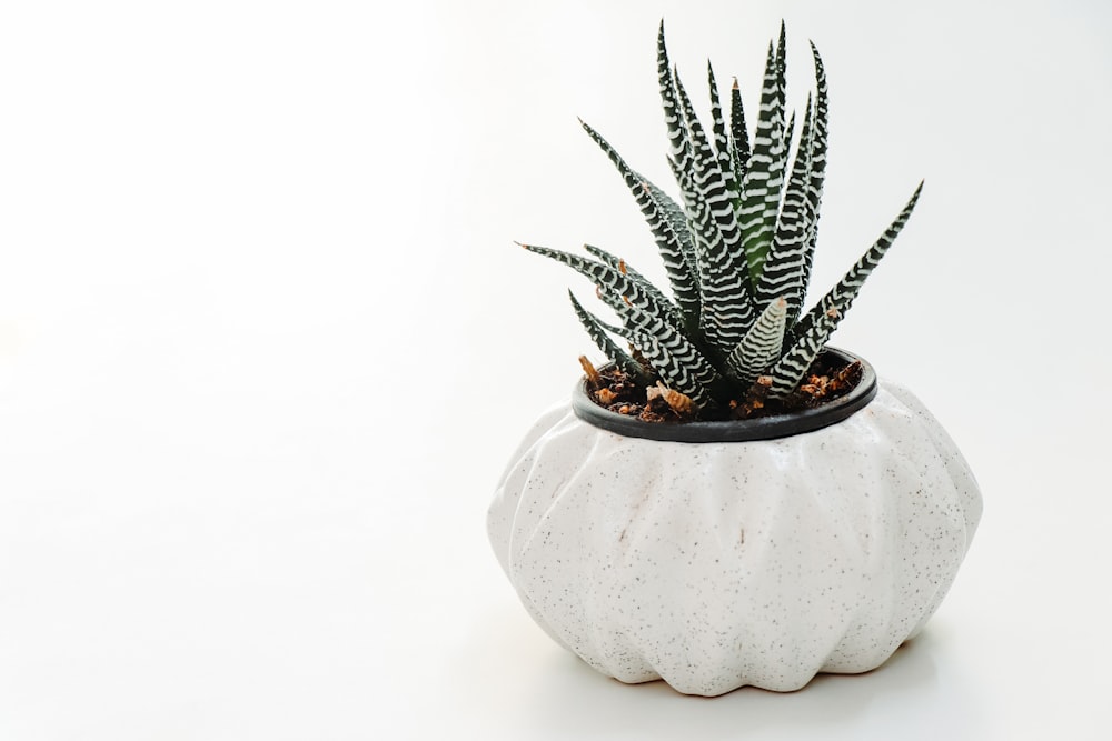 green snake plant on white vase