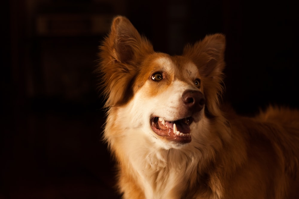 adult white and brown dog