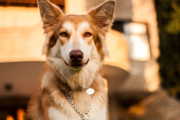 A dog wearing a collar outdoors