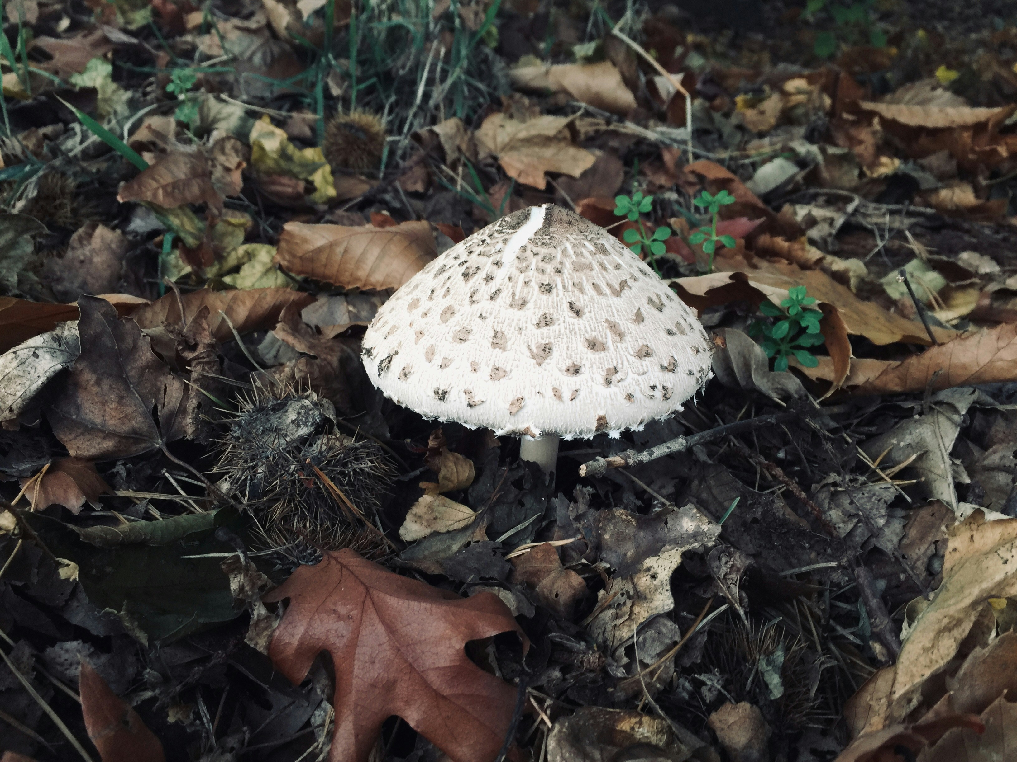 Photo by mantings