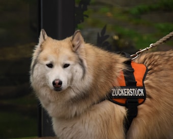 A fluffy, light brown and white dog is wearing an orange harness with black straps. The harness has the word 'Zuckerst&uuml;ck' written on it. The dog is on a leash, and the background is blurred with hints of green.