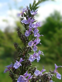 A close-up of a rosemary plant with delicate purple flowers blooming along its green, needle-like stems. The background is softly blurred, indicating an outdoor garden setting with natural light casting gentle highlights on the petals.