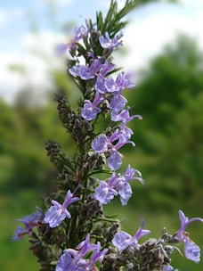 A close-up of a rosemary plant with delicate purple flowers blooming along its green, needle-like stems. The background is softly blurred, indicating an outdoor garden setting with natural light casting gentle highlights on the petals.