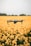 A drone hovers over a vast field of blooming yellow flowers, set against a muted sky. The focus is on the drone as it appears to glide effortlessly just above the flowers, suggesting a serene and picturesque aerial view.