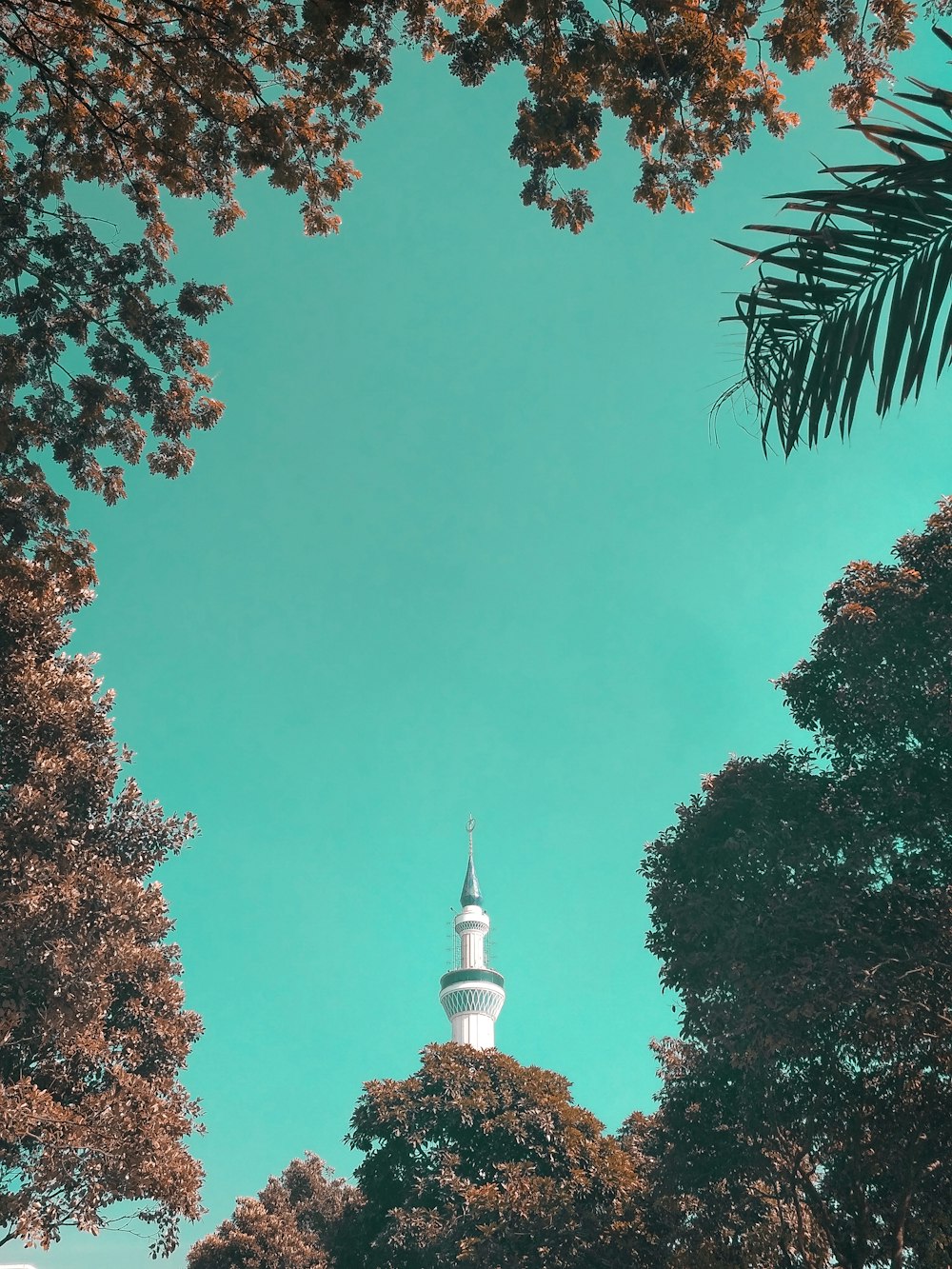 low-angle photography of trees